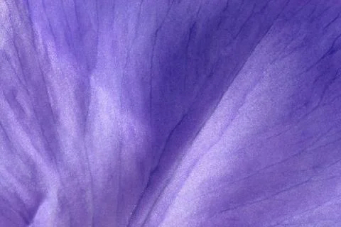 Texture of a petal Stock Photos