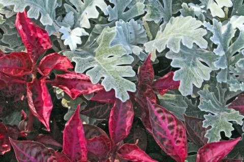 Texture Stock Photos