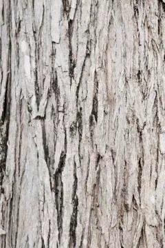 Texture Stock Photos