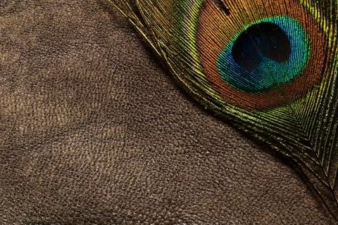 Texture Stock Photos