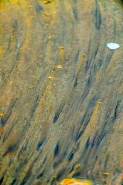 Texture Stock Photos