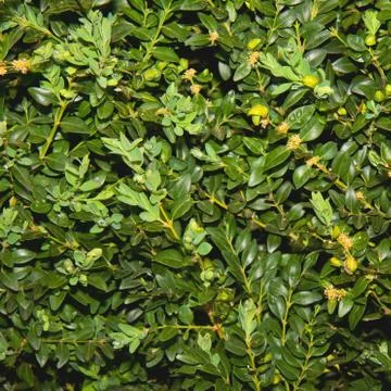 Texture Stock Photos