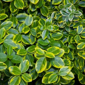 Texture Stock Photos