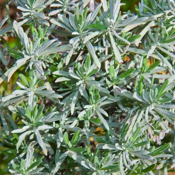 Texture Stock Photos