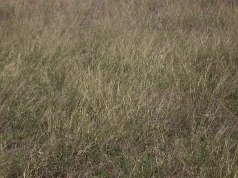 Texture Stock Photos