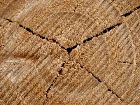 Texture Stock Photos