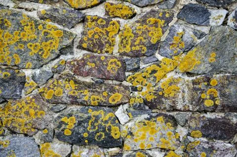 Texture. Stock Photos