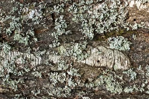 Texture. Stock Photos