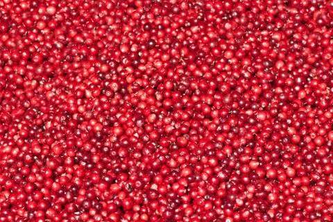 Texture. Stock Photos