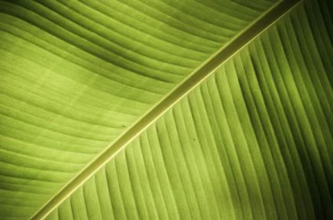 Texture Stock Photos