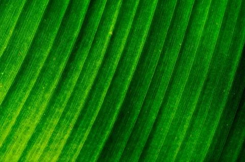 Texture Stock Photos