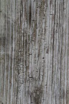 Texture Stock Photos