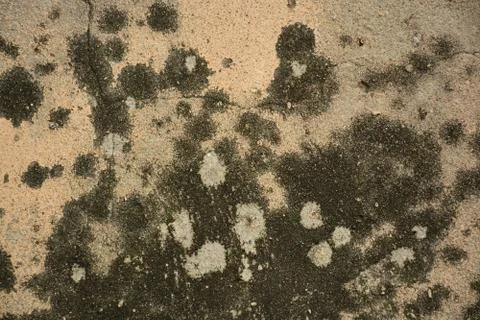 Texture  Stock Photos