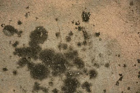 Texture Stock Photos