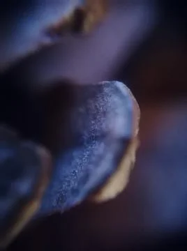 Texture.  Foto stock