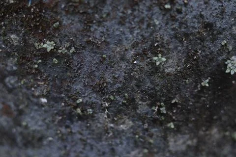 Texture Stock Photos