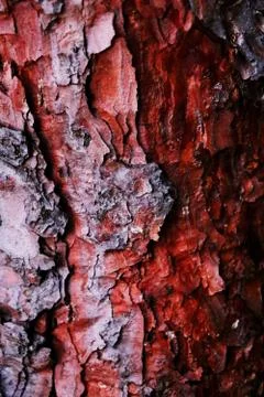 Texture of pine bark and background of tree bark Stock Photos