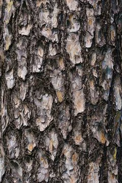 Texture of pine bark background. Tree bark in forest. Stock Photos