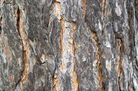 The texture of pine bark in close-up as a background Stock-Fotos