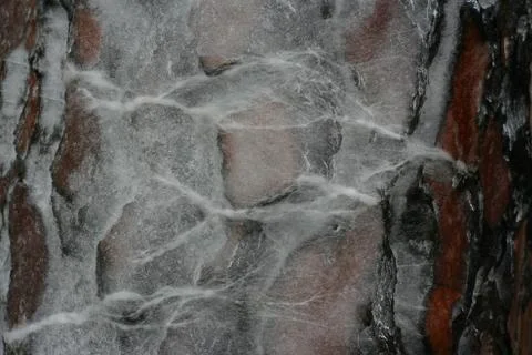 Texture of pine bark covered with  ice shaped by wind Stock Photos