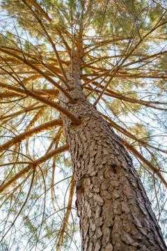 Texture of a pine bark with its branches and leaves (Pinus, Pinaceae) Stock Photos