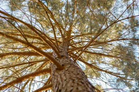 Texture of a pine bark with its branches and leaves (Pinus, Pinaceae) Foto stock