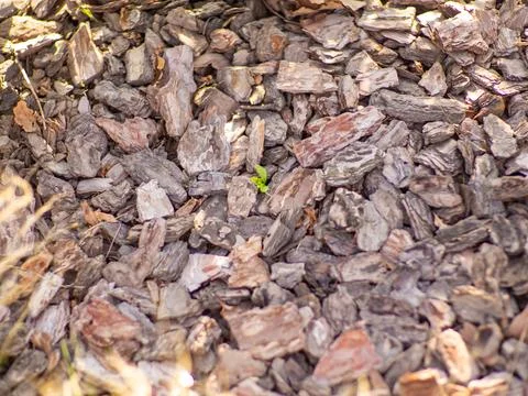 Texture of a pine bark mulch used for horticulture for preventing weed growth Stock Photos