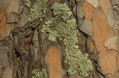 The texture of pine bark with pale green moss. Background Stock Photos