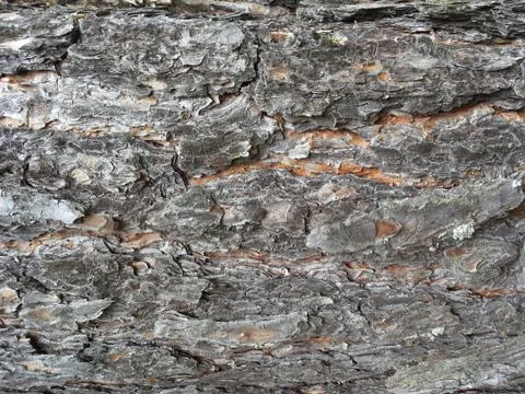 Texture pine bark Foto stock