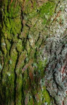 Texture pine bark Stock Photos