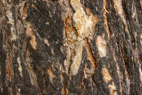 Texture pine bark with scales from light brown to dark brown Stock Photos