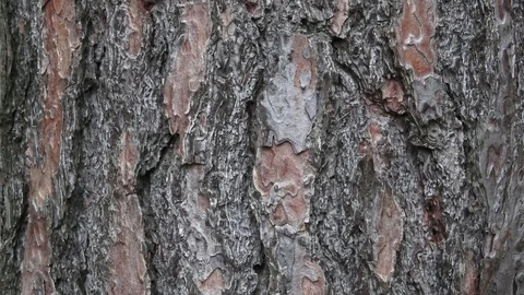 Texture of pine bark. Tree or pine in the forest. Background of tree bark. Video stock 78956502