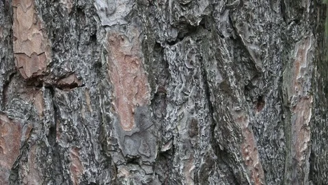 Texture of pine bark. Tree or pine in the forest. Background of tree bark. Stock Footage 79034946