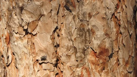 Texture of pine bark. Tree or pine in the forest. Background of tree bark. 動画素材 120702290