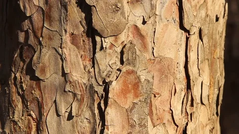 Texture of pine bark. Tree or pine in the forest. Background of tree bark. Stock Footage 120702350