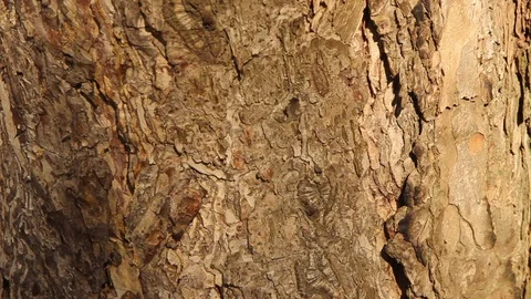 Texture of pine bark. Tree or pine in the forest. Background of tree bark. Vidéo 120702353