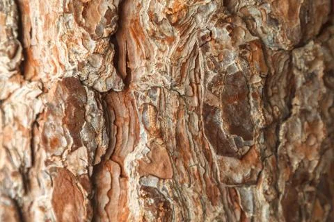 Texture of pine bark. Tree or pine in the forest. Background of tree bark. 스톡 사진