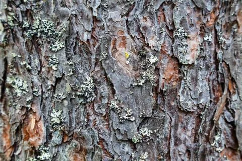 Texture of pine bark. Tree or pine in the forest. Stock Photos