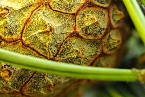 The texture of the pine cones. Macro-plant-producing. Foto stock