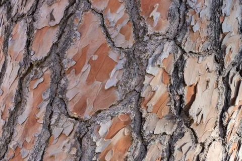 Texture of a pine cortex. Stock Photos