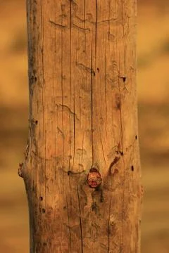 The texture of the pine logs Stock Photos