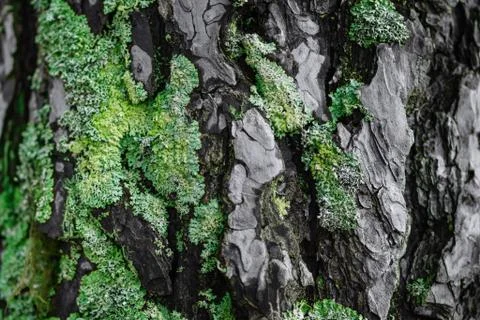 The texture of pine with moss Stockfoto's