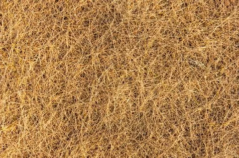 Texture of pine needles. Foto stock