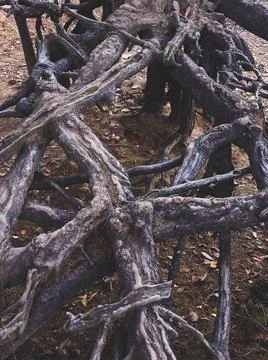 Texture of pine roots. Stock-Fotos