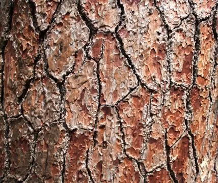 Texture pine tree bark Stock Photos