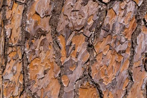 Texture of pine tree bark Stock Photos