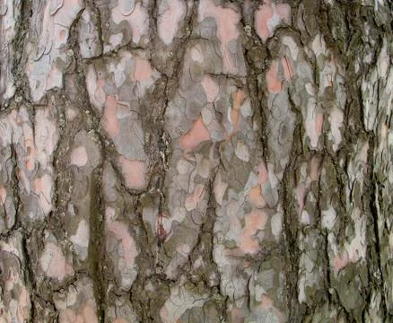 Texture of pine tree bark Stock Photos