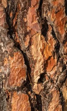 Texture of pine tree bark Stock Photos