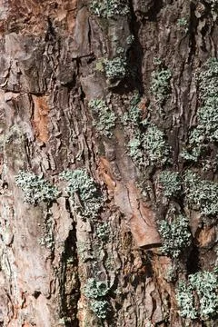 Texture of  pine tree bark Stock Photos