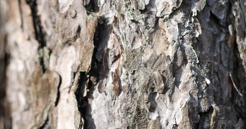 Texture of Pine Tree Bark on Trunk in Forest. Seaside Pine Bark close-up Stock Footage 125814849